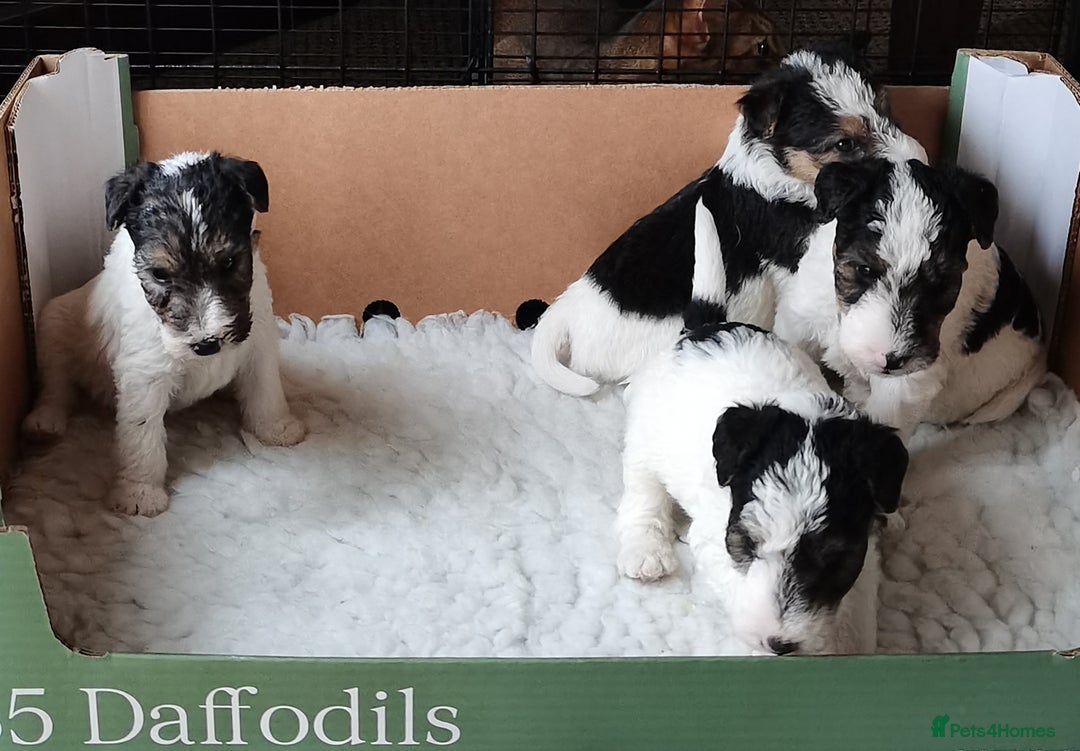 Fox Terrier dogs for sale: Gorgeous Wire Fox Terrier Pups Available. - Image 6