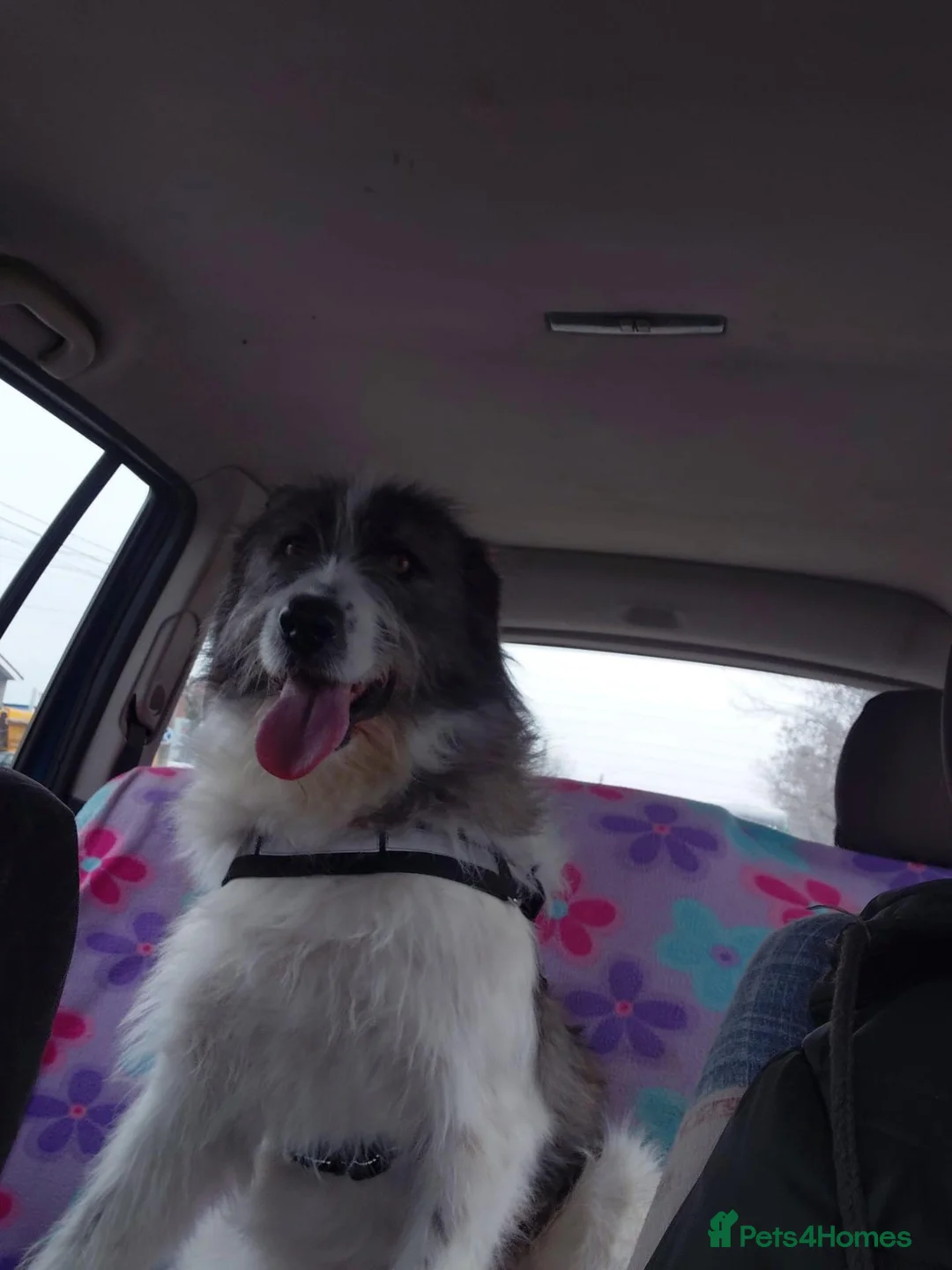 Mixed Breed dogs for adoption: 🐾❤️BIG ANNIE – A SUPERB GIRL FOR A LOVING HOME 🏡 - Advert 2
