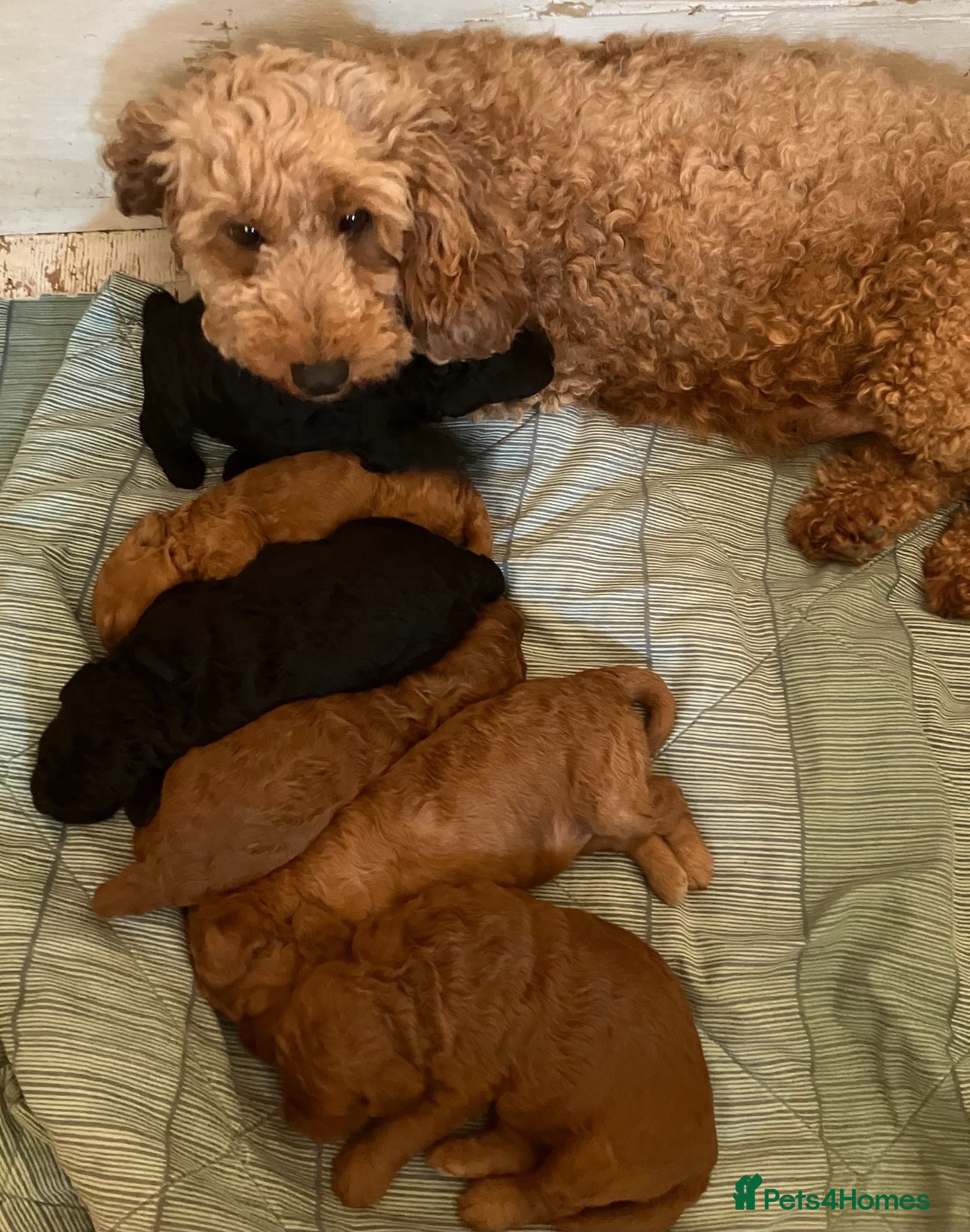 Cockapoo dogs Cockapoo puppies - Advert 2