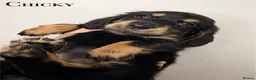 Miniature Dachshund dogs for sale: Pedigree Longhaired Miniature Dachshunds  - Advert 6