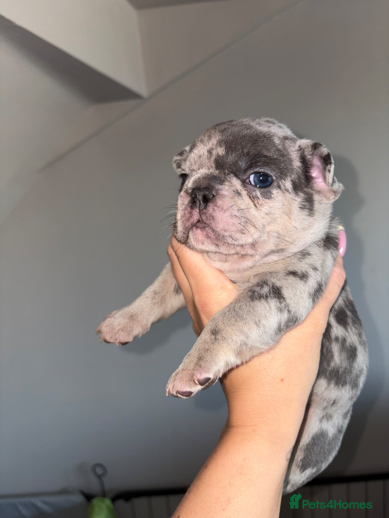 French Bulldog dogs 4 frenchie pups  - Advert 1