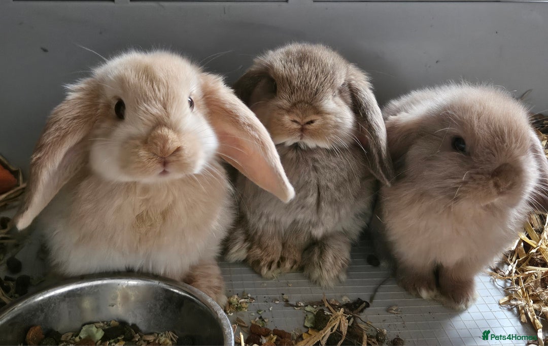 Mini Lop rabbits for sale: Mini lop bunnies  - Advert 1