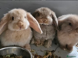 Mini Lop rabbits Mini lop bunnies - Advert 1