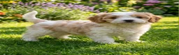 Cavapoo dogs for sale: Beautiful f1b cavapoo  - Advert 5