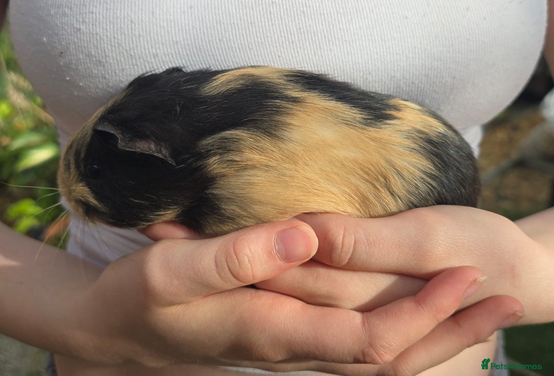 Guinea Pig rodents for sale: Male Guinea pigs  - Image 7