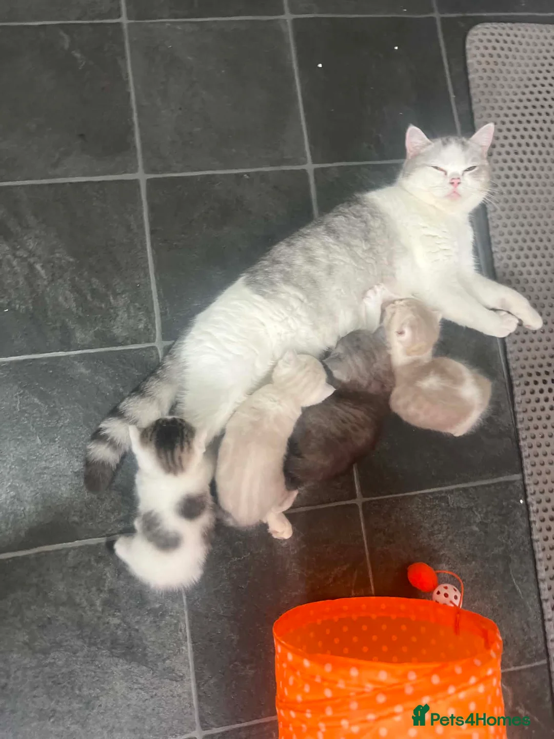 British Shorthair cats for sale: BSH kittens  in Bradford - Advert 1
