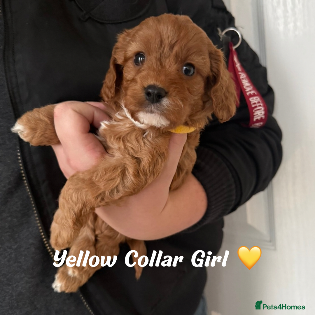 Cavapoo dogs for sale: Red F1 Cavapoo Puppies  - Advert 5