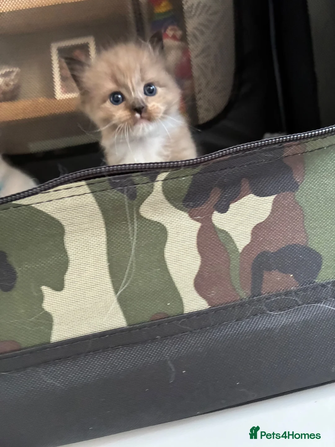 Ragdoll cats for sale: Registered pedigree cherubim ragdolls - Advert 14