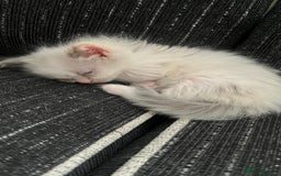 Ragdoll cats for sale: 4xfemales , 1xmale - Advert 14