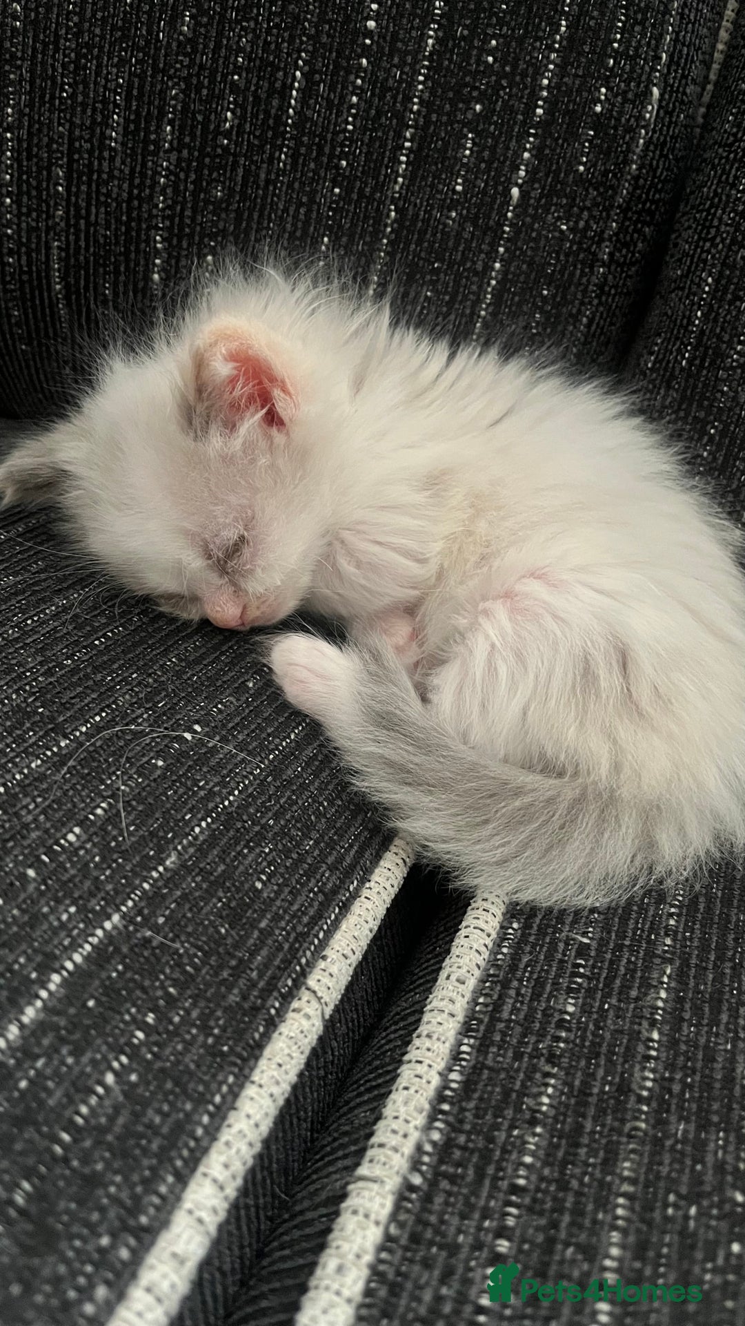 Ragdoll cats for sale: 4xfemales , 1xmale - Advert 14