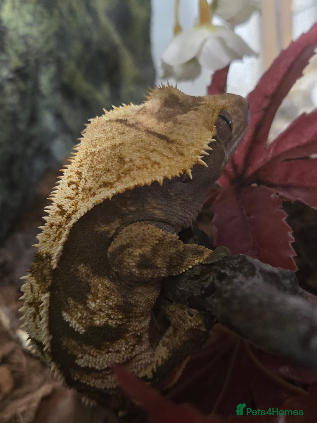 Gecko reptiles for sale: Crested Gecko Female Adult Reptile Girl  - Image 2