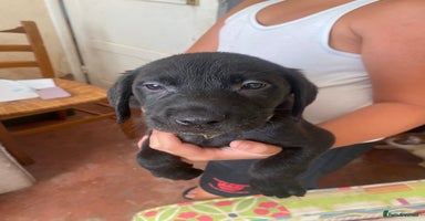 Labrador Retriever dogs - Advert 10