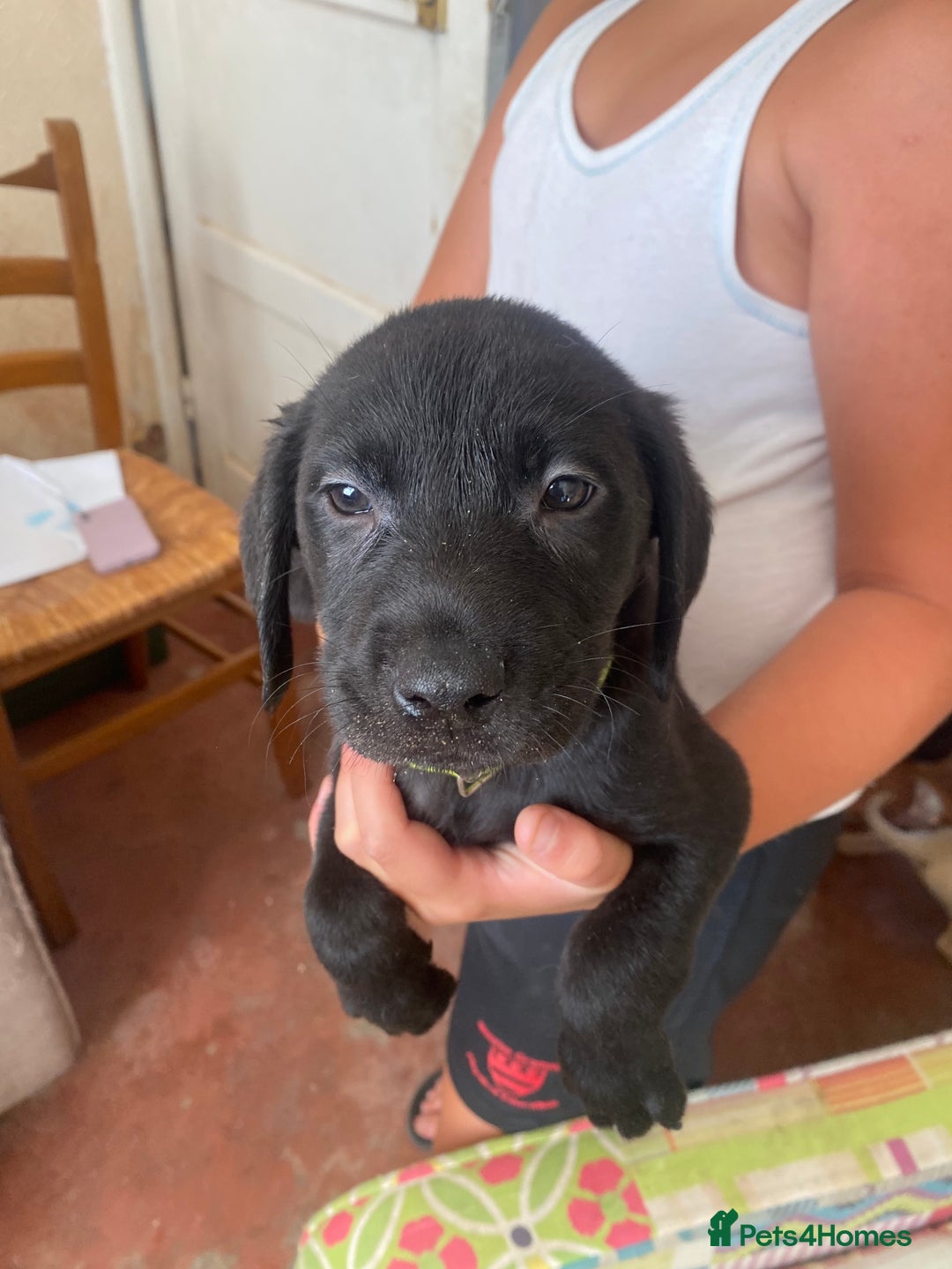 Labrador Retriever dogs for sale: Lovely Labrador puppies  - Image 2