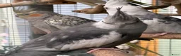Cockatiels birds for sale: 2026 pair of cockatiels  - Advert 1