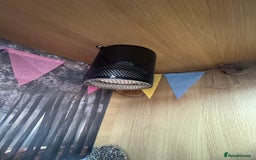 Pygmy Hedgehog rodents for sale: Female African Pygmy Hedgehog – all included - Image 11