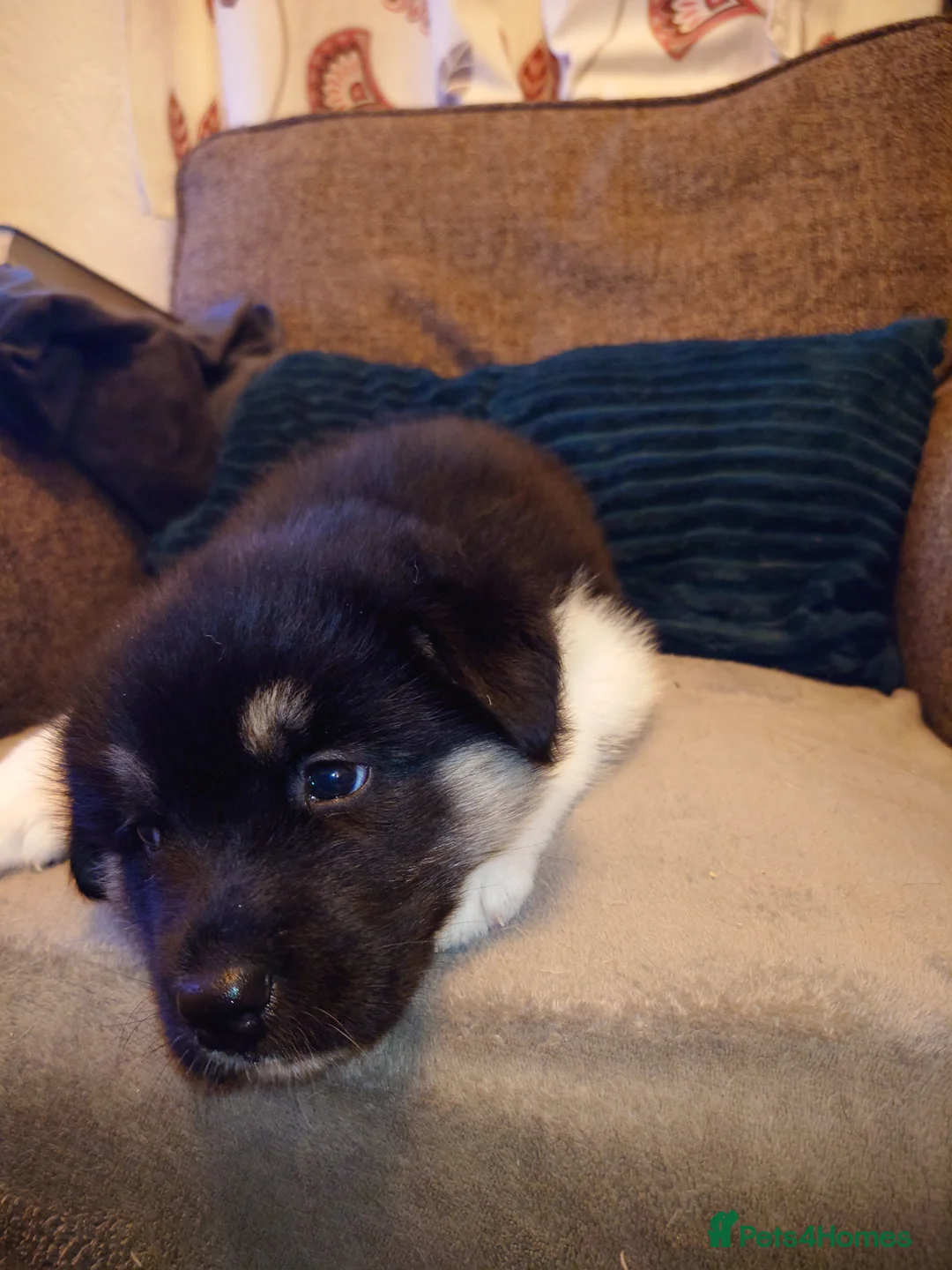 Mixed Breed dogs for sale: Siberian Husky x (Alaskan Malamute x English Bull) - Advert 19