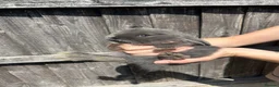 French Lop rabbits for sale: French lop bunnies  - Advert 1