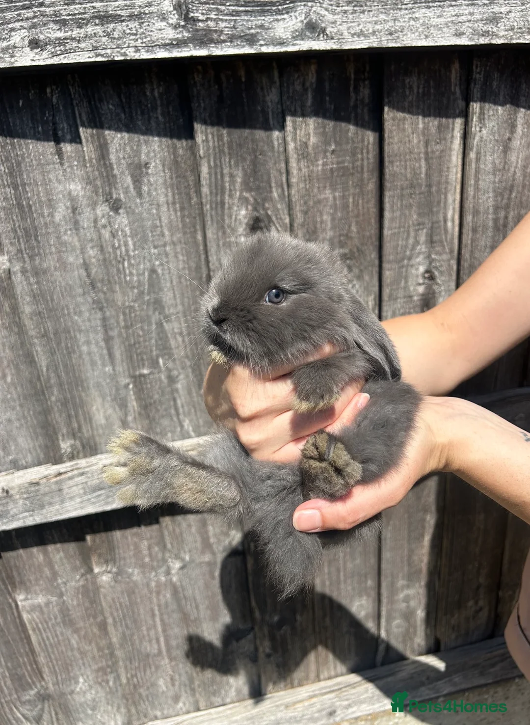 French Lop rabbits for sale: French lop bunnies  - Advert 1