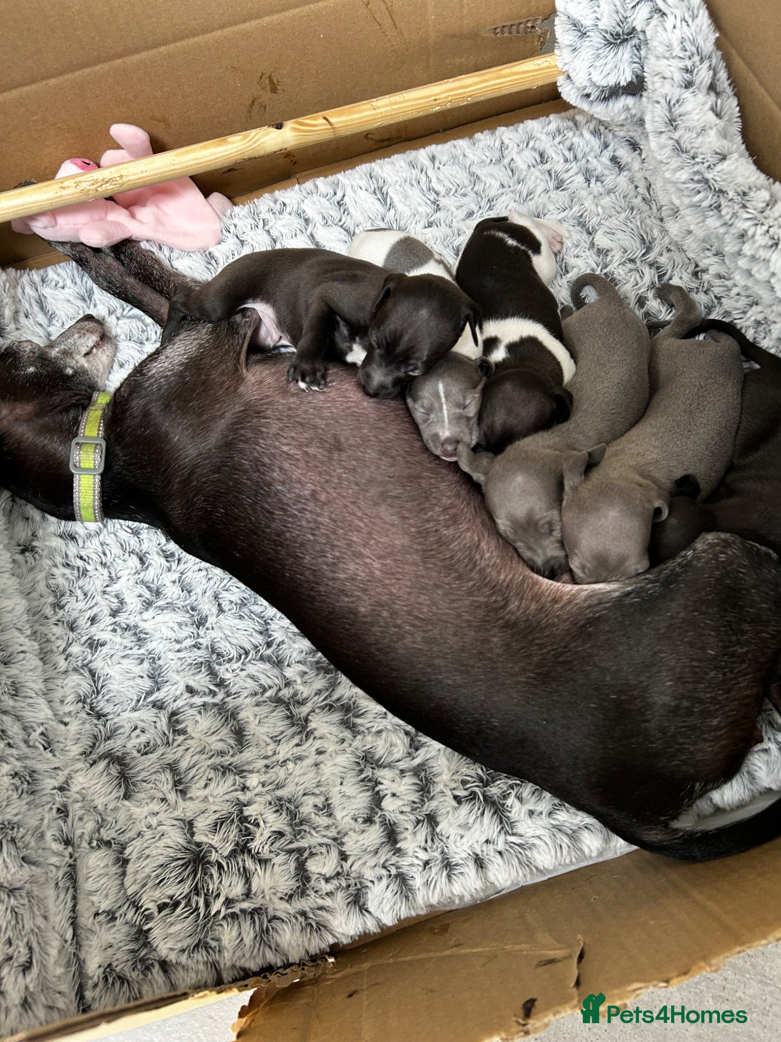 Italian Greyhound dogs Beautiful Italian greyhounds - Advert 2