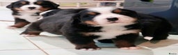 Bernese Mountain Dog dogs for sale: Quality Bernese Mountain Dog Puppies  - Advert 15