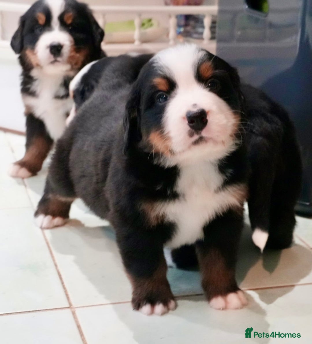 Bernese Mountain Dog dogs for sale: Quality Bernese Mountain Dog Puppies  - Advert 15