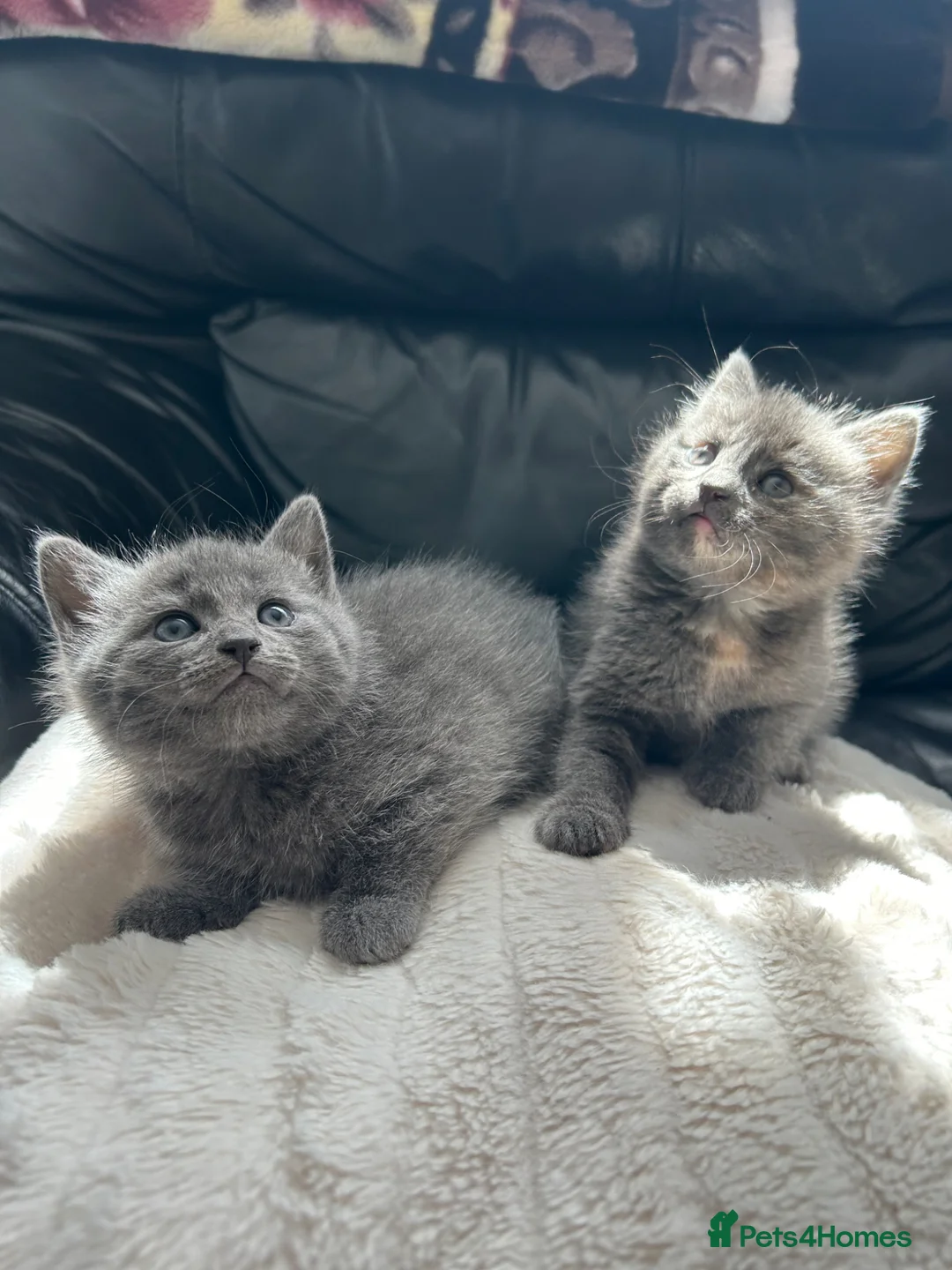 Russian Blue cats for sale: Russian blue female kittens  in Bedford - Advert 1