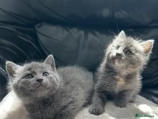 Russian Blue cats Russian blue female kittens - Advert 3