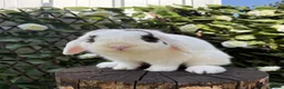 Mini Lop rabbits for sale: Male Mini Lop - Advert 3
