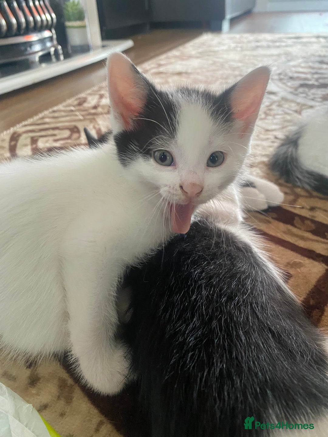Domestic Shorthair cats for sale: Lola - 8 Weeks Old – Ready Now - Image 5