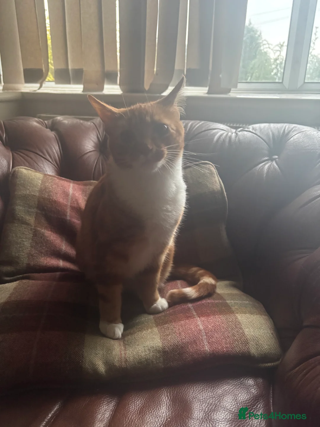 Mixed Breed cats for sale: 3 cats  **  - Advert 5