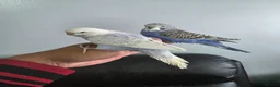Budgerigars birds for sale: Hand tamed baby budgies for sale  in Walsall - Advert 2