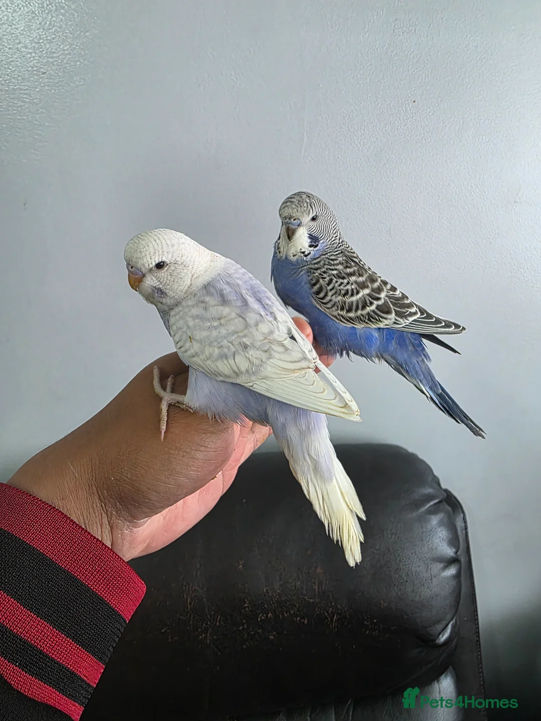 Budgerigars birds for sale: Hand tamed baby budgies for sale  in Walsall - Advert 2