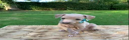 Italian Greyhound dogs for sale: KC Italian greyhound puppies European lineage - Advert 28