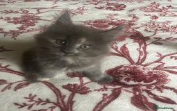 Maine Coon cats for sale: 5 beautiful maine coones  - Image 8