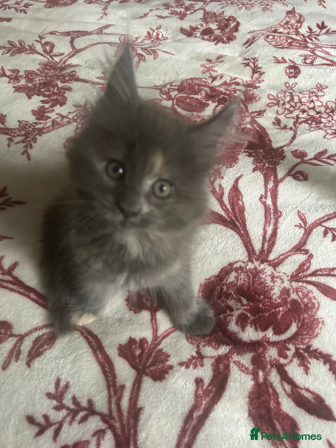 Maine Coon cats for sale: 5 beautiful maine coones  - Image 8
