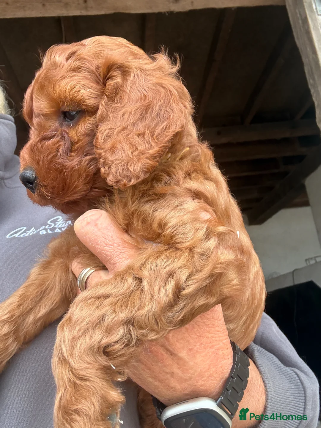 Irish Doodle dogs for sale: Ready Now! Irish Doodles - Advert 2