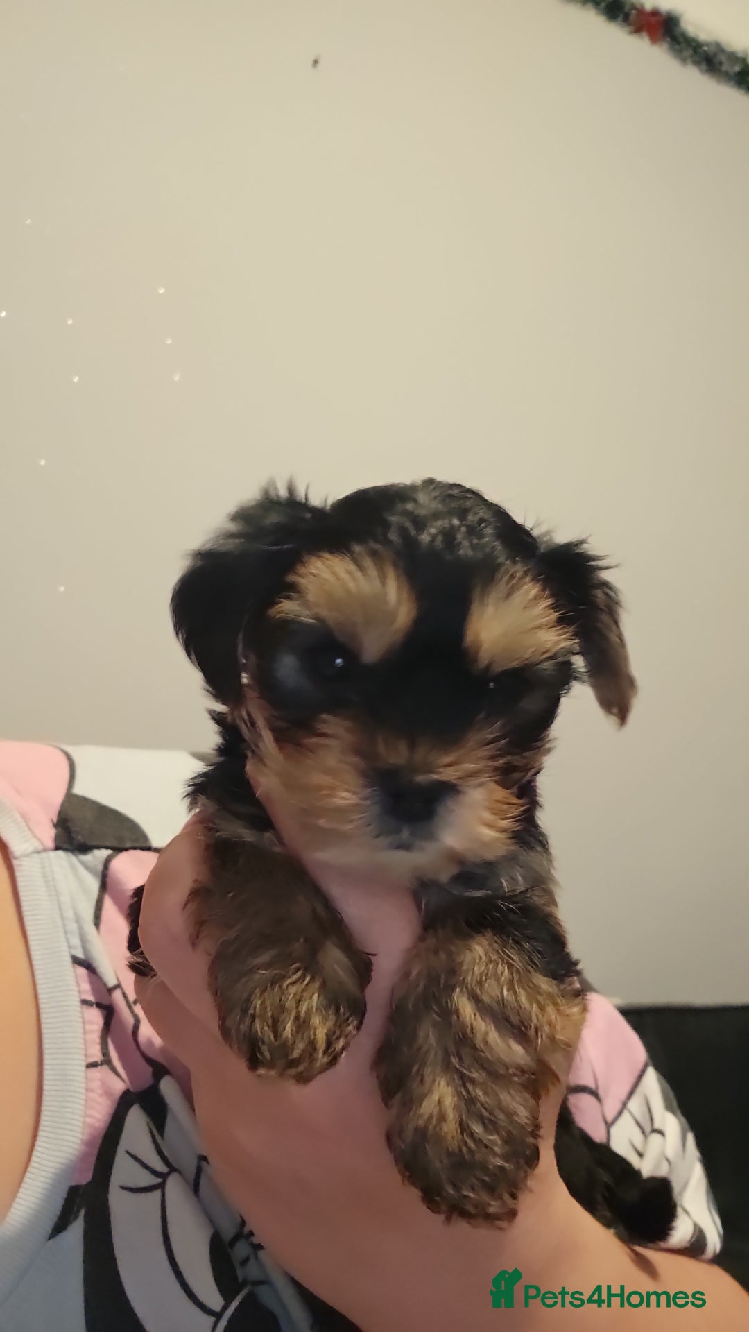 Yorkshire Terrier dogs for sale: Yorky boy - Advert 3