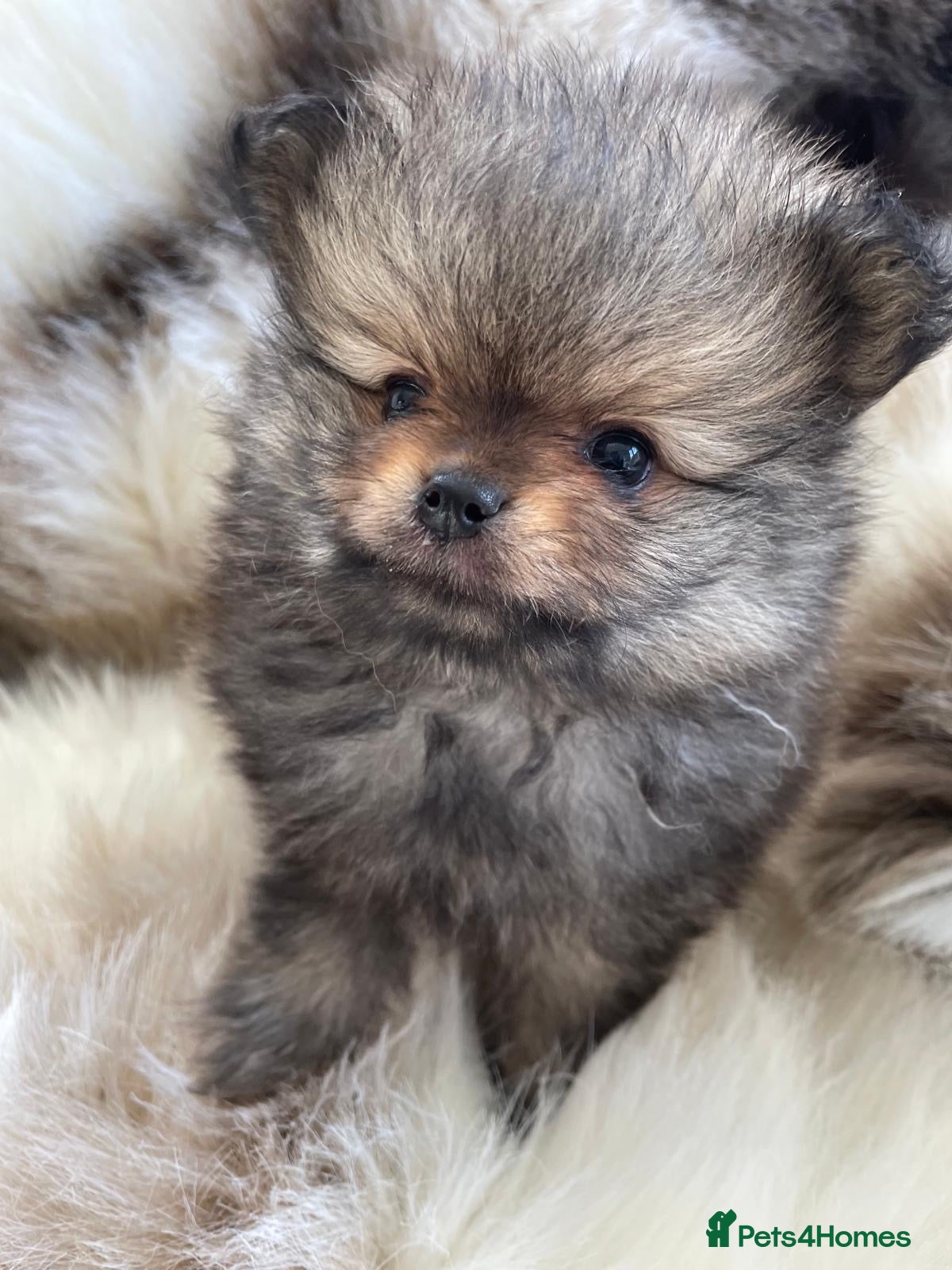 Pomeranian dogs TOP QUALITY KC TINY POMERANIAN PUPPIES AVAILABLE  - Advert 3