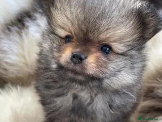 Pomeranian dogs TOP QUALITY KC TINY POMERANIAN PUPPIES AVAILABLE - Advert 3