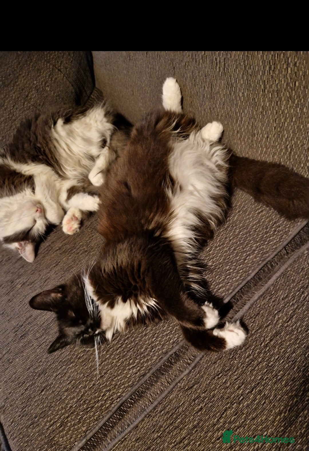 Mixed Breed cats 3 kitten for sale  - Advert 1