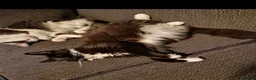 Mixed Breed cats for sale: 3 kitten for sale  - Advert 1