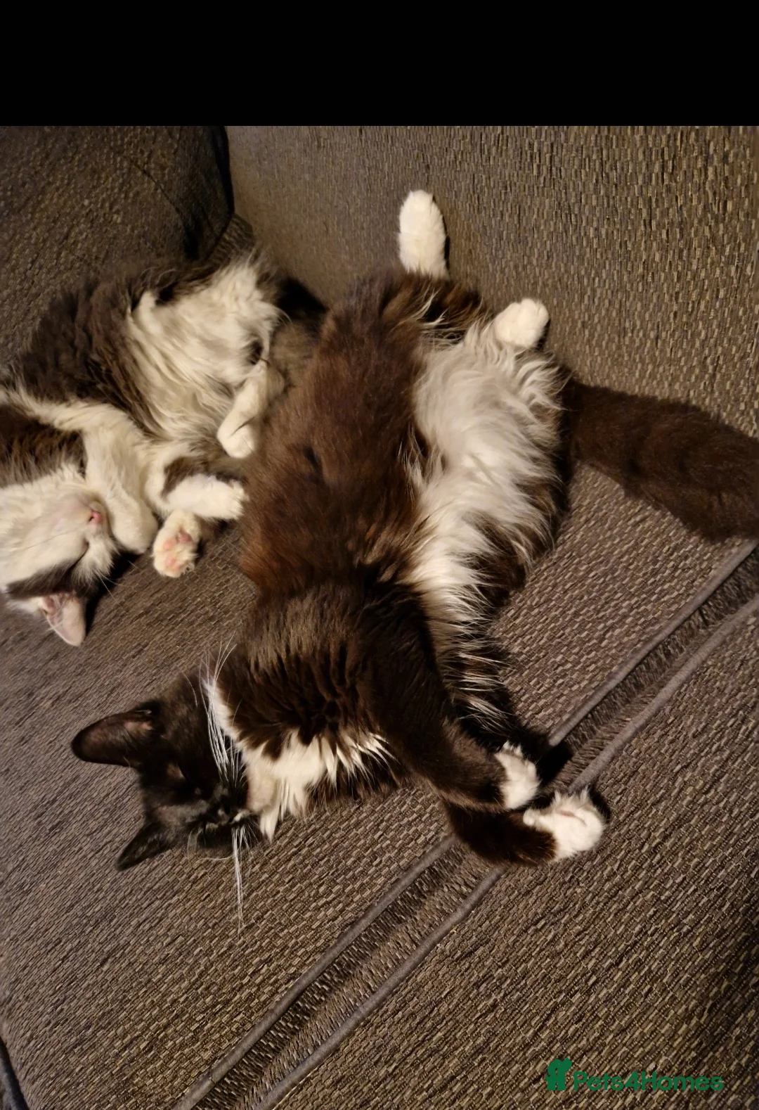 Mixed Breed cats for sale: 3 kitten for sale  - Advert 1