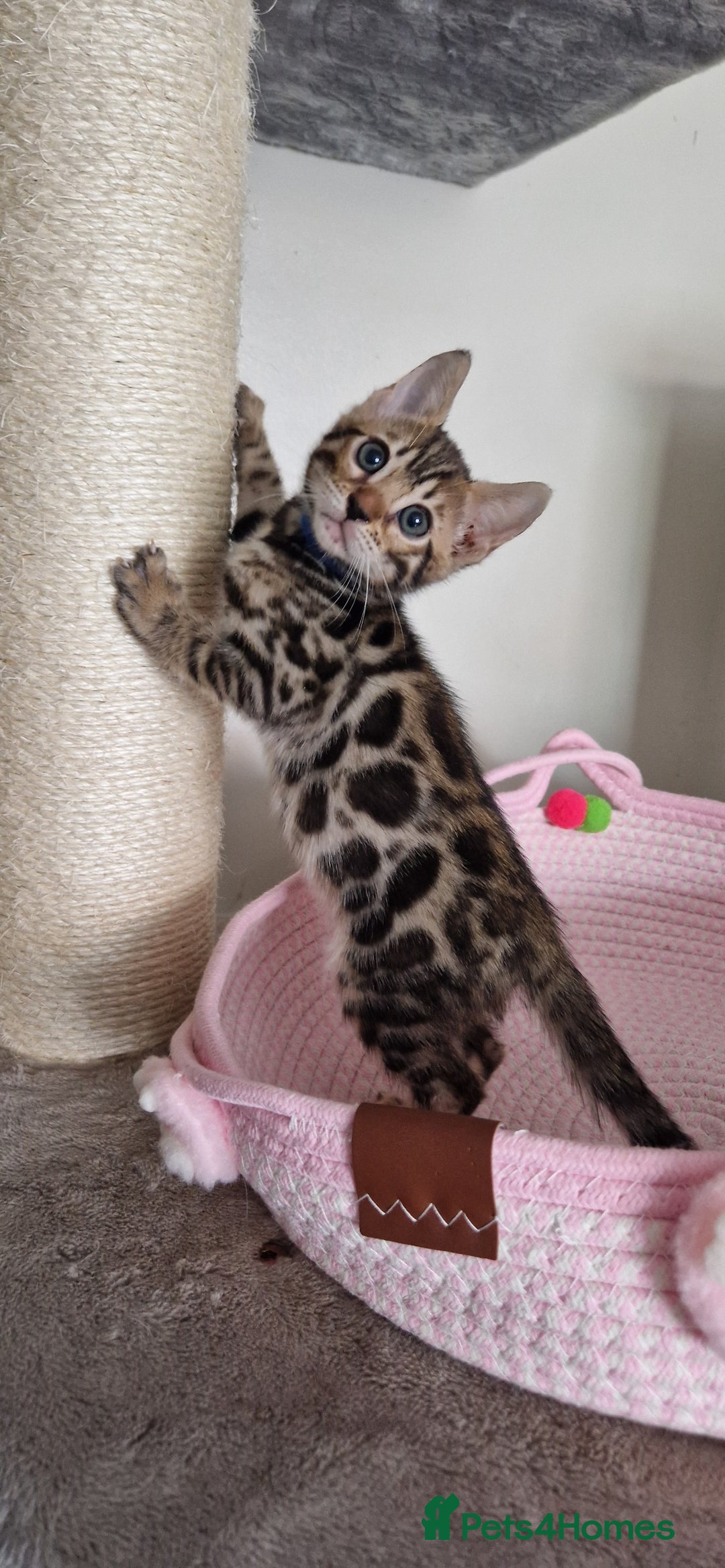 Bengal cats for sale: Beautiful kittens 🥰 - Advert 40