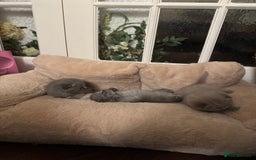 British Shorthair cats for sale: British short hair kittens  - Image 6