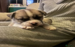 Mixed Breed dogs for sale: Bullimute - Advert 1