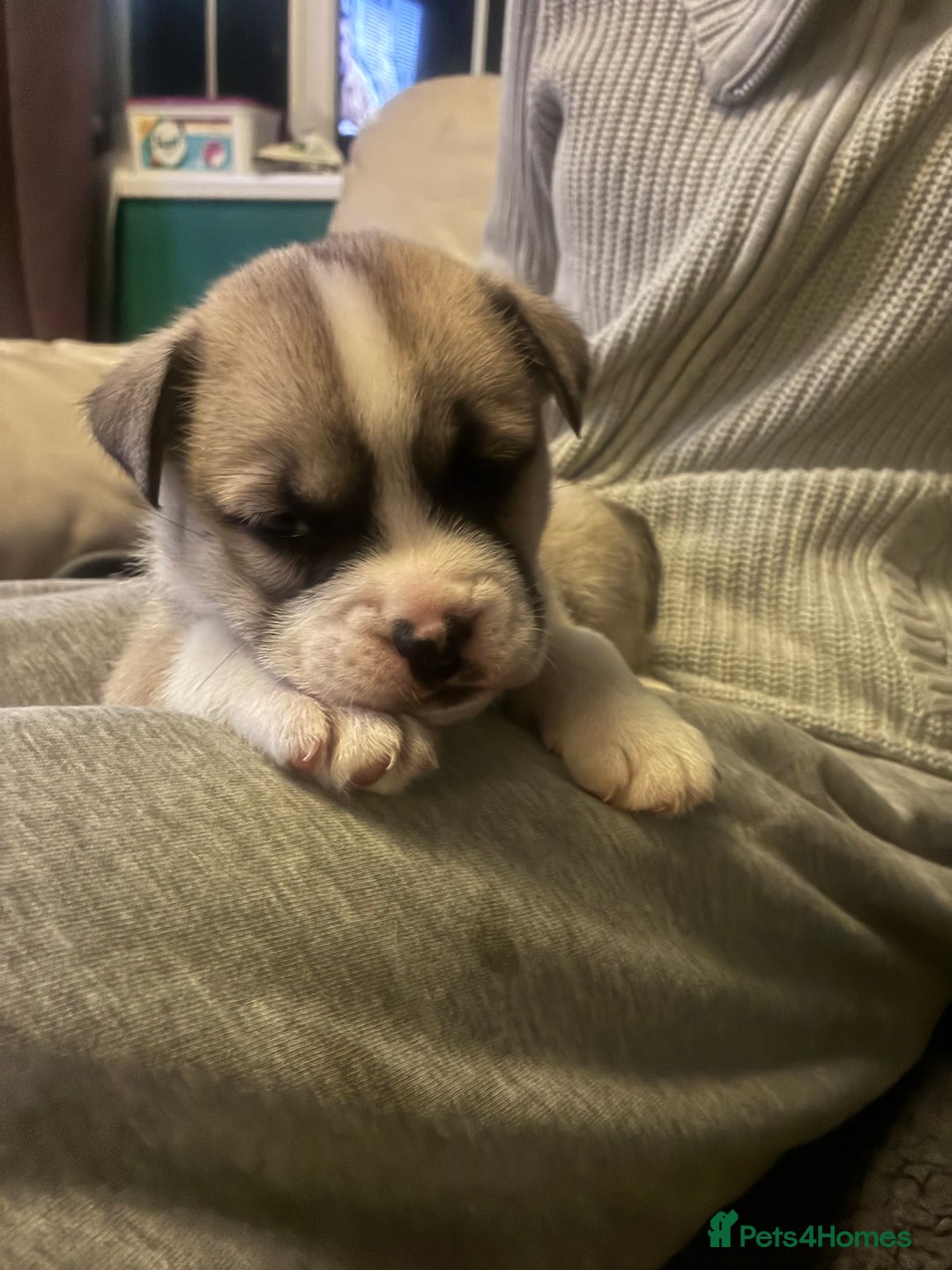 Mixed Breed dogs for sale: Bullimute - Advert 1