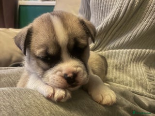 Mixed Breed dogs Bullimute - Advert 9