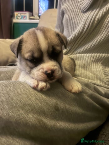 Mixed Breed dogs Bullimute - Advert 1