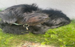 Mixed Breed dogs for sale: Dachshund Cross Pups - Image 6