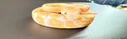 Python Snake reptiles for sale: 1.0 GHI, Leo, 66% het Pied  - Advert 7